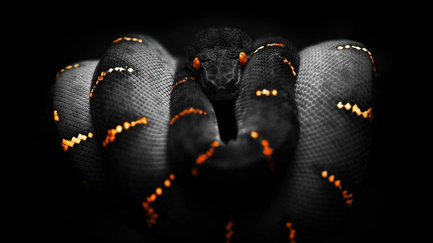 Обои змея на чёрном фоне