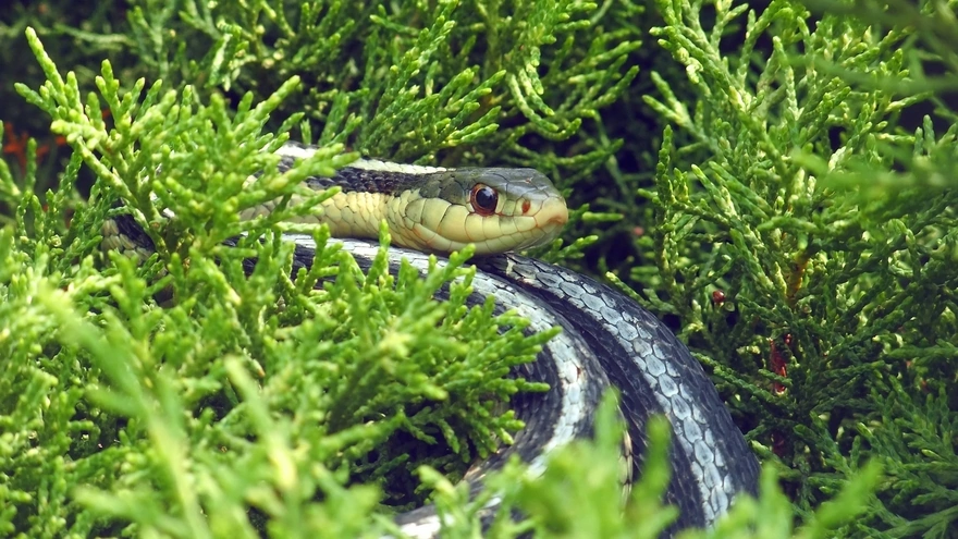 Snake in grass branches