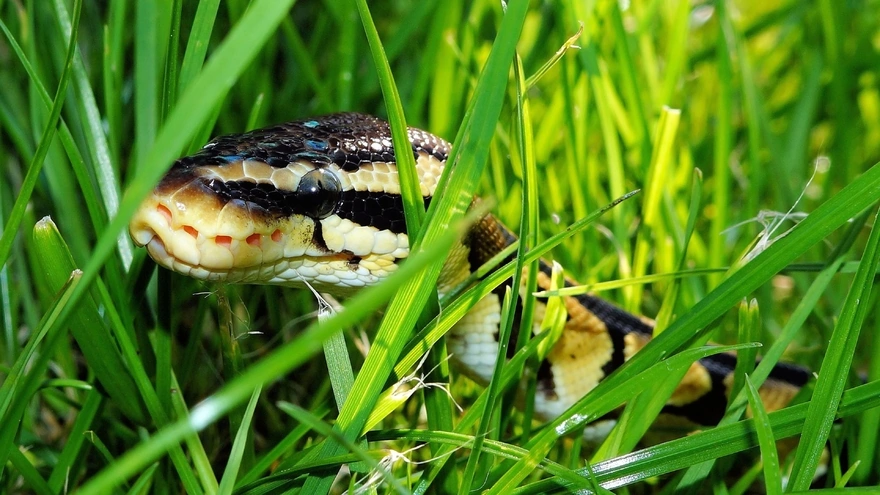 A snake lurks in the grass