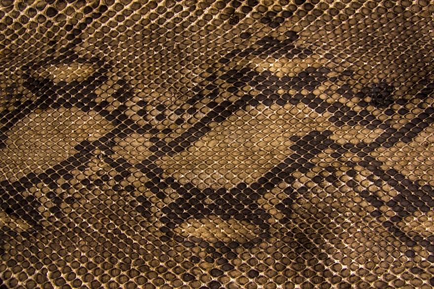 Snake skin texture