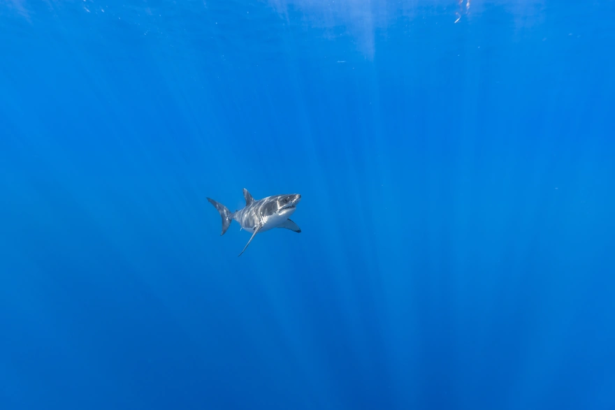 Акула в солнечных бликах в океане