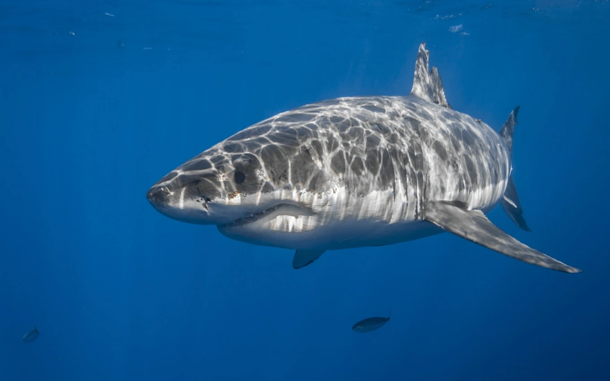 Sea predator - the Shark