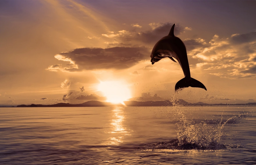 Картинка: Дельфин, прыжок, брызги, капли, вода, океан, солнце, закат, небо, облака