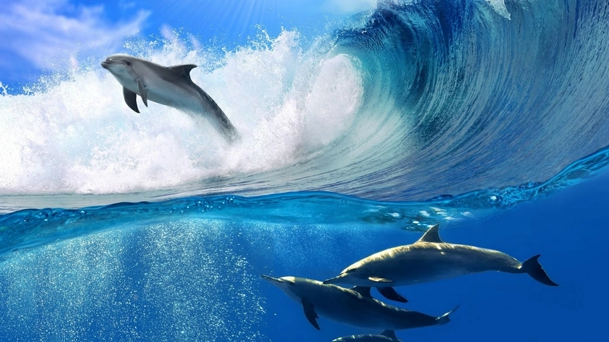 Стая дельфинов в прозрачной воде