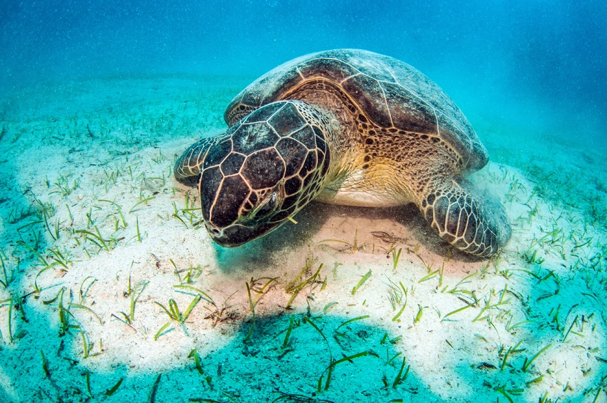 Морская черепаха на песчаном дне
