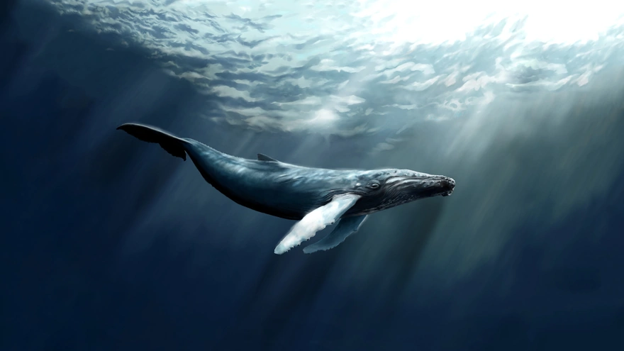 Горбатый кит млекопитающее семейства полосатиковых китов