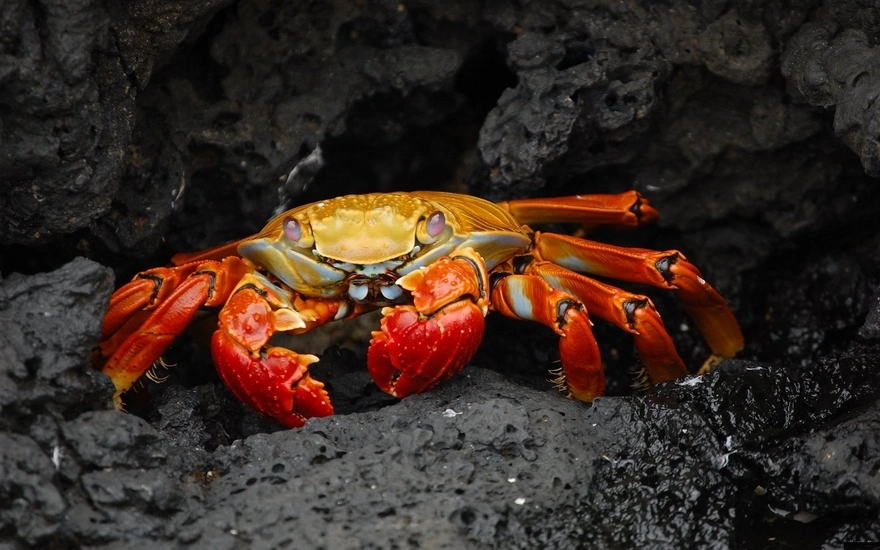 Of lurking crab