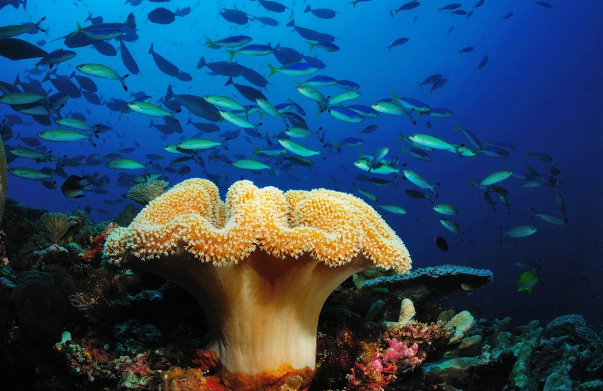 Морской гриб в подводном мире