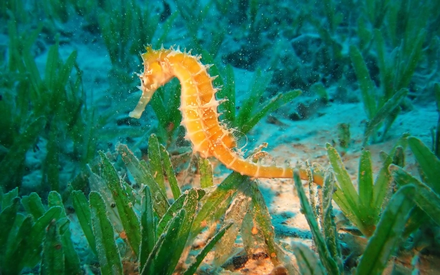Морской конёк среди водорослей