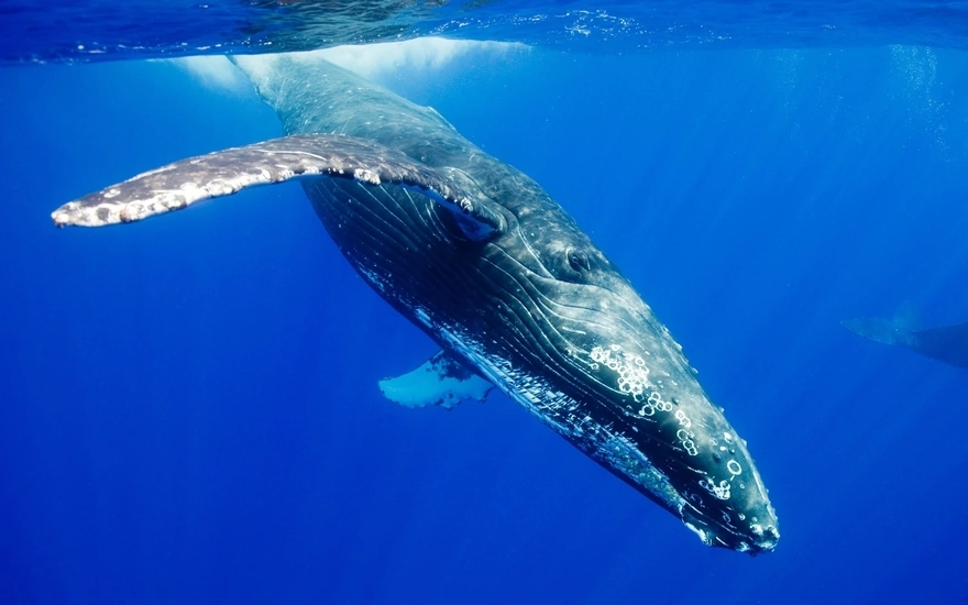 Горбатый кит ныряет с ударом хвоста по поверхности воды