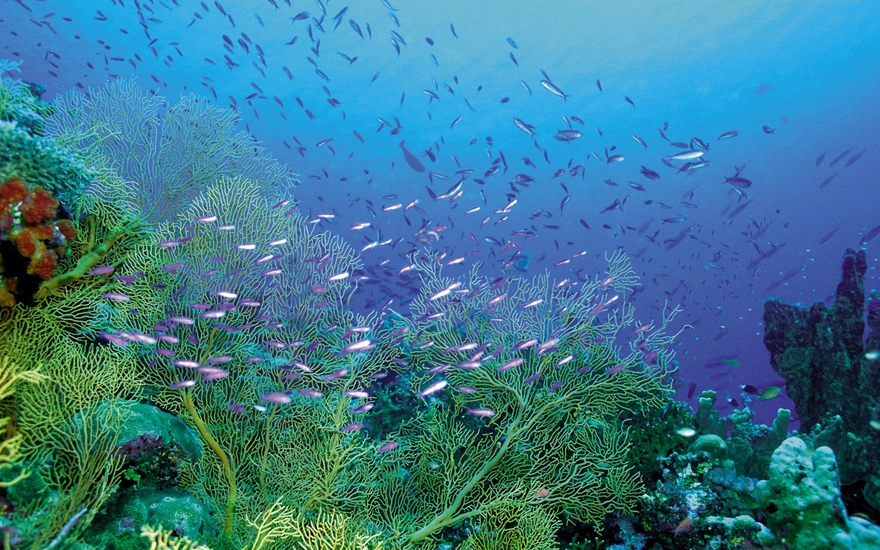 Коралловый риф и косяк рыб в океане