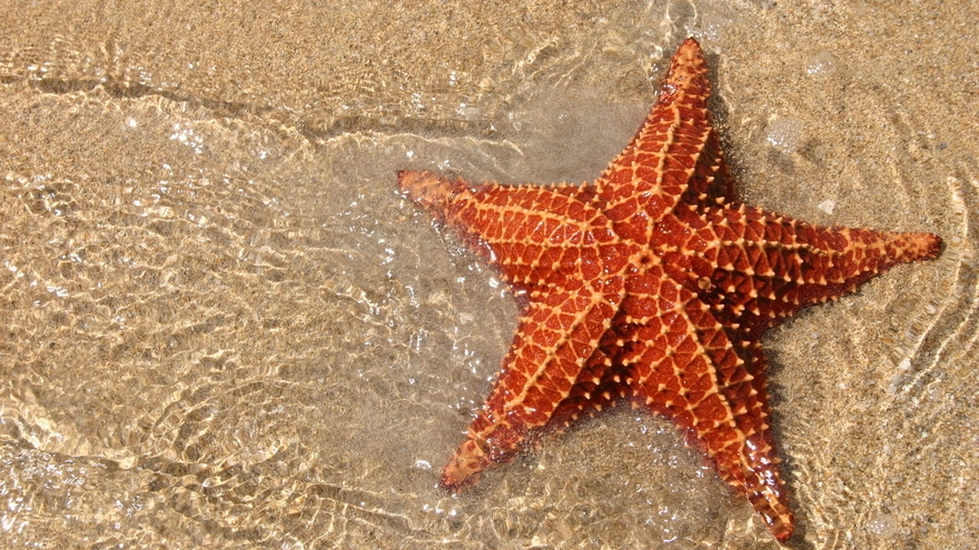 Морская звезда лежит на берегу омываясь водой
