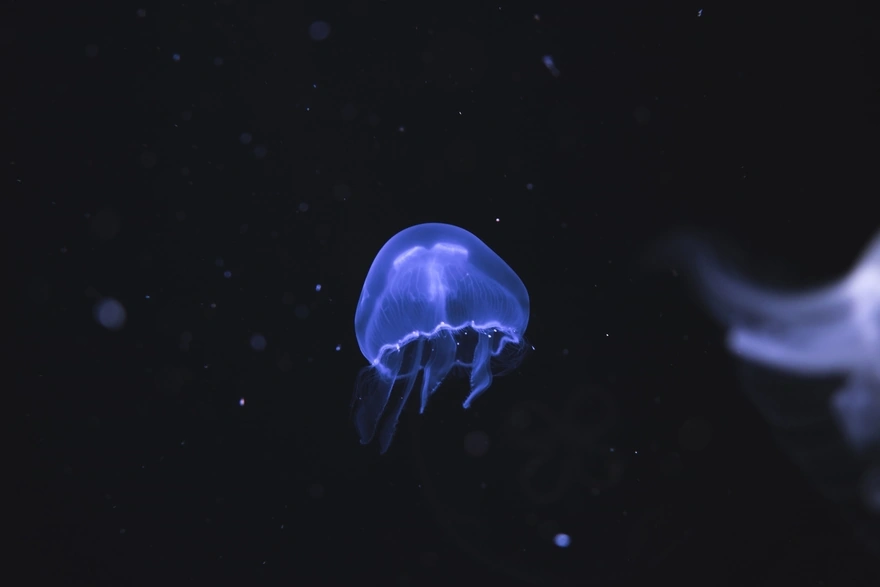 Флуоресцентная медуза плавает в тёмном океане