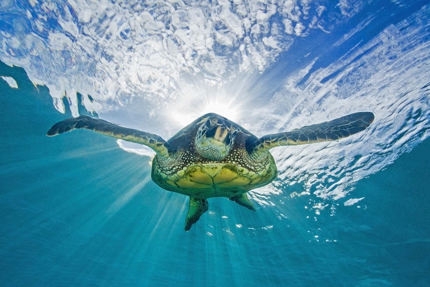 Морская черепаха плавает на поверхности воды