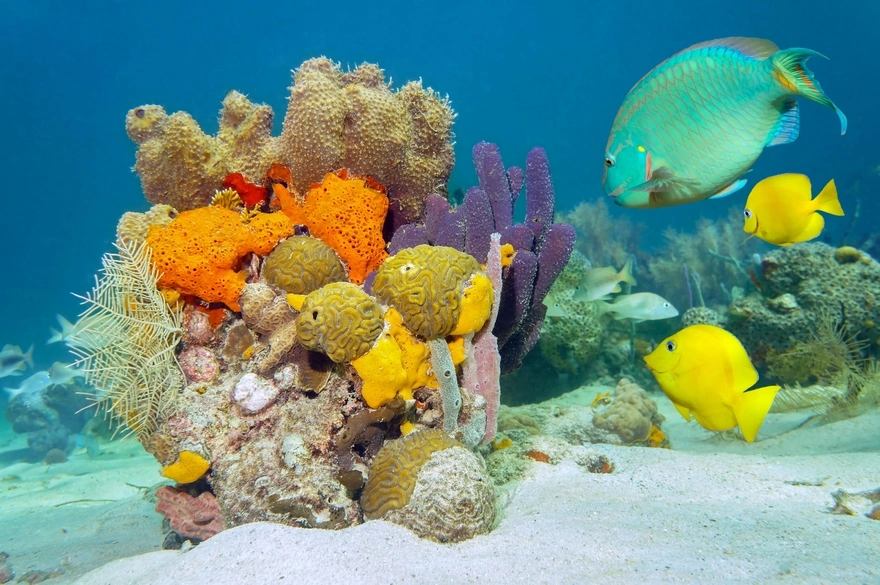 Рыбы плавают возле кораллов