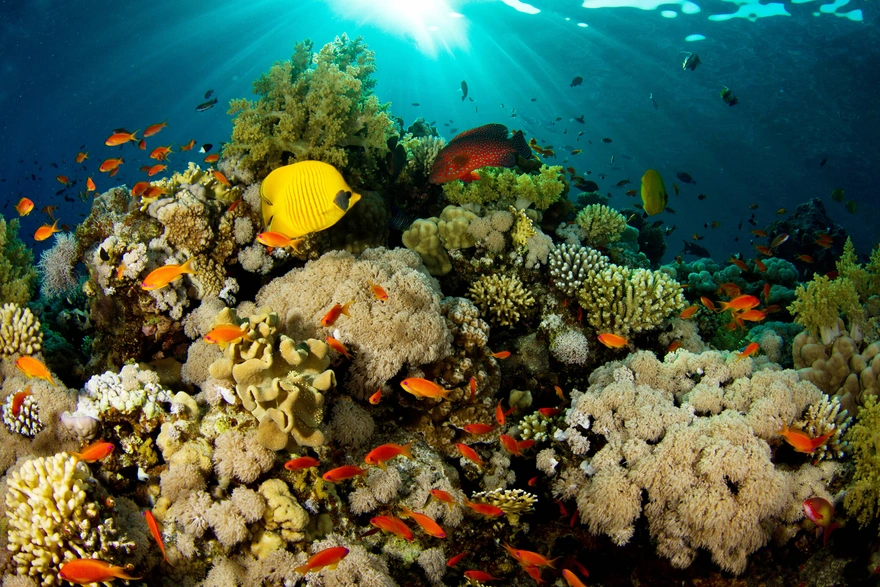 Рыбы в коралловом рифе, освещённые солнечными лучами