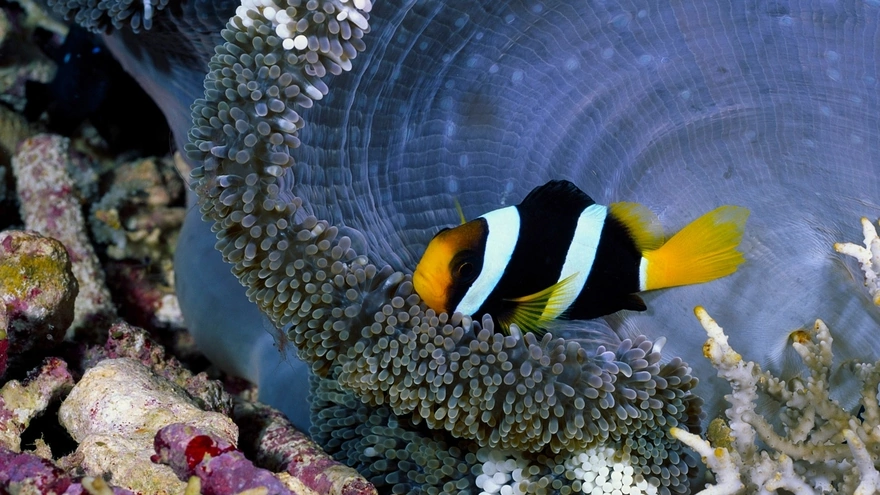 Clown fish near sea anemones