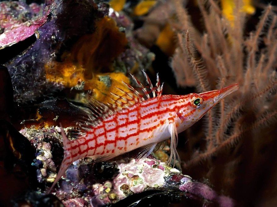 Beautiful red and white fish