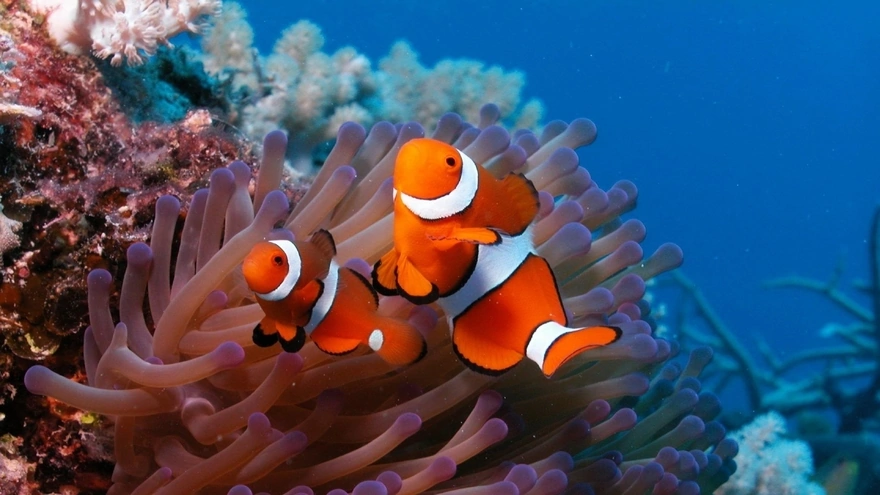 Две рыбки клоун возле кораллов на морском дне