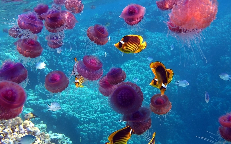 Рыбки и медузы в океане