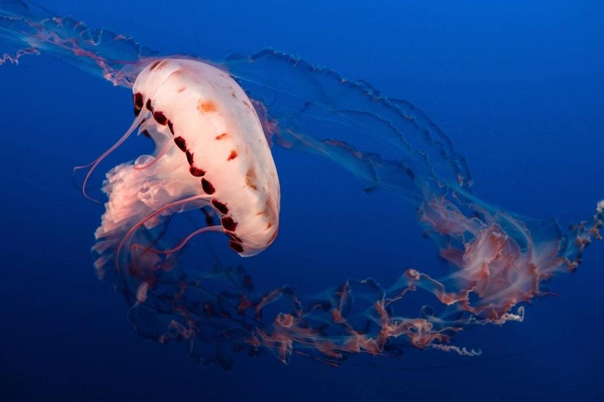 Красивая медуза в синем океане