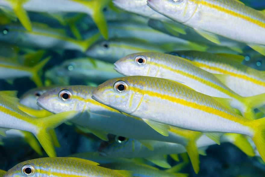 Fish with yellow stripes