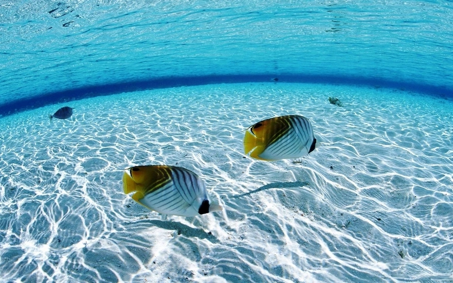 Рыбки на дне моря в зеркально чистой воде