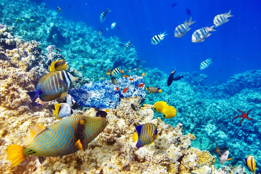 Подводные обитатели коралловых рифов