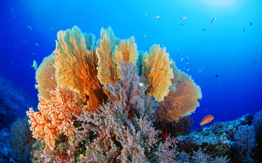 Small fish swim near coral