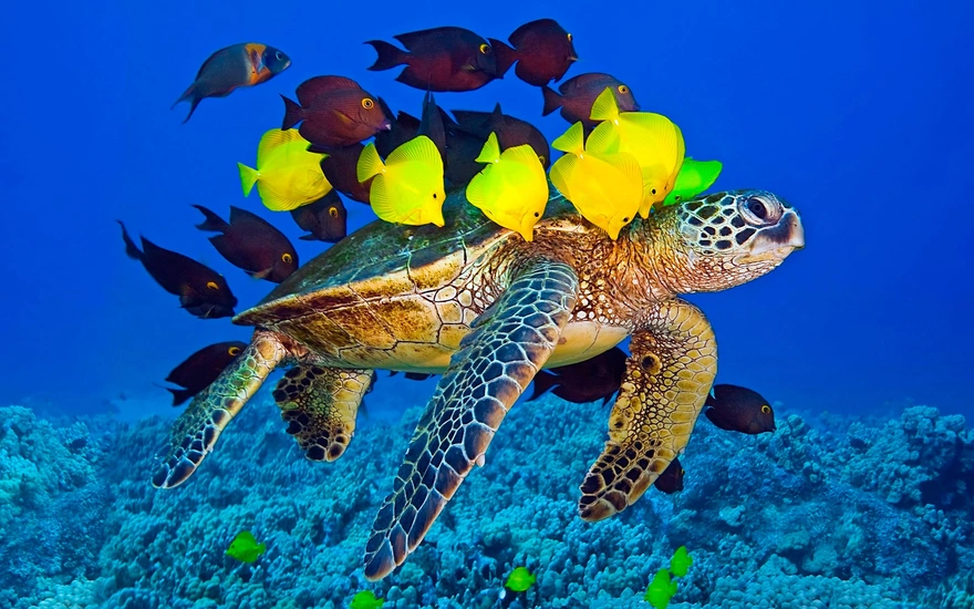A sea turtle swims with zebrasoma