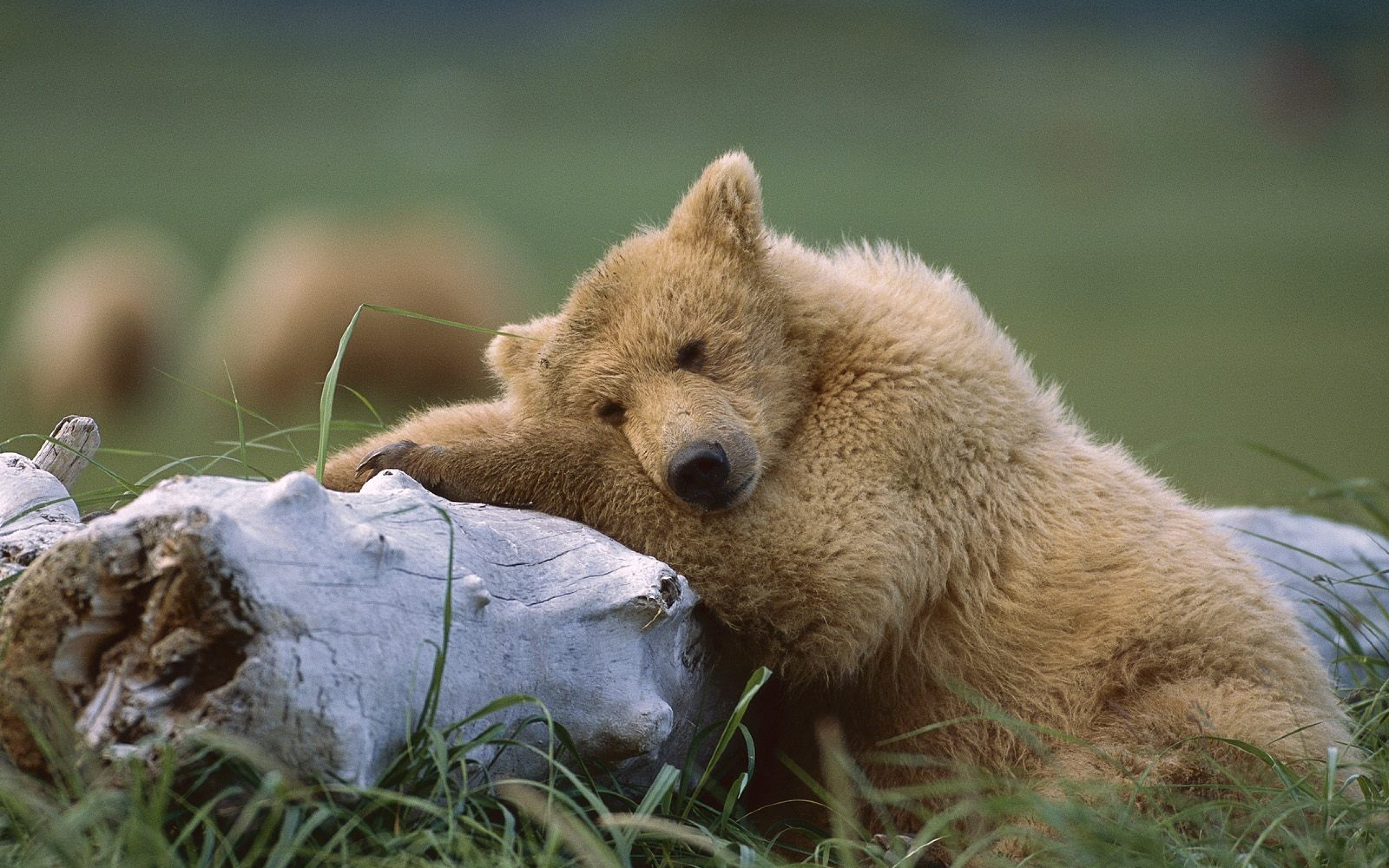 Какие отношения складываются между брусникой и медведем. Медведь в лесу. Медвежата в природе. Медведь в природе. Спящие медвежата.