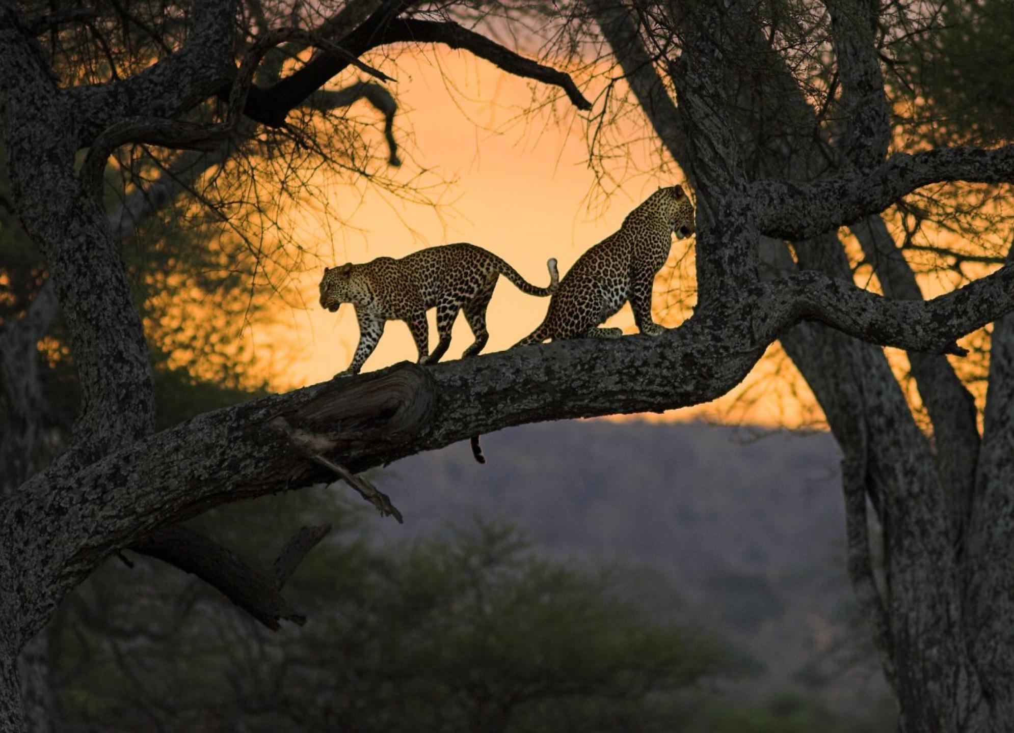 Картинка: Дерево, Африка, леопард, кошки, природа, закат