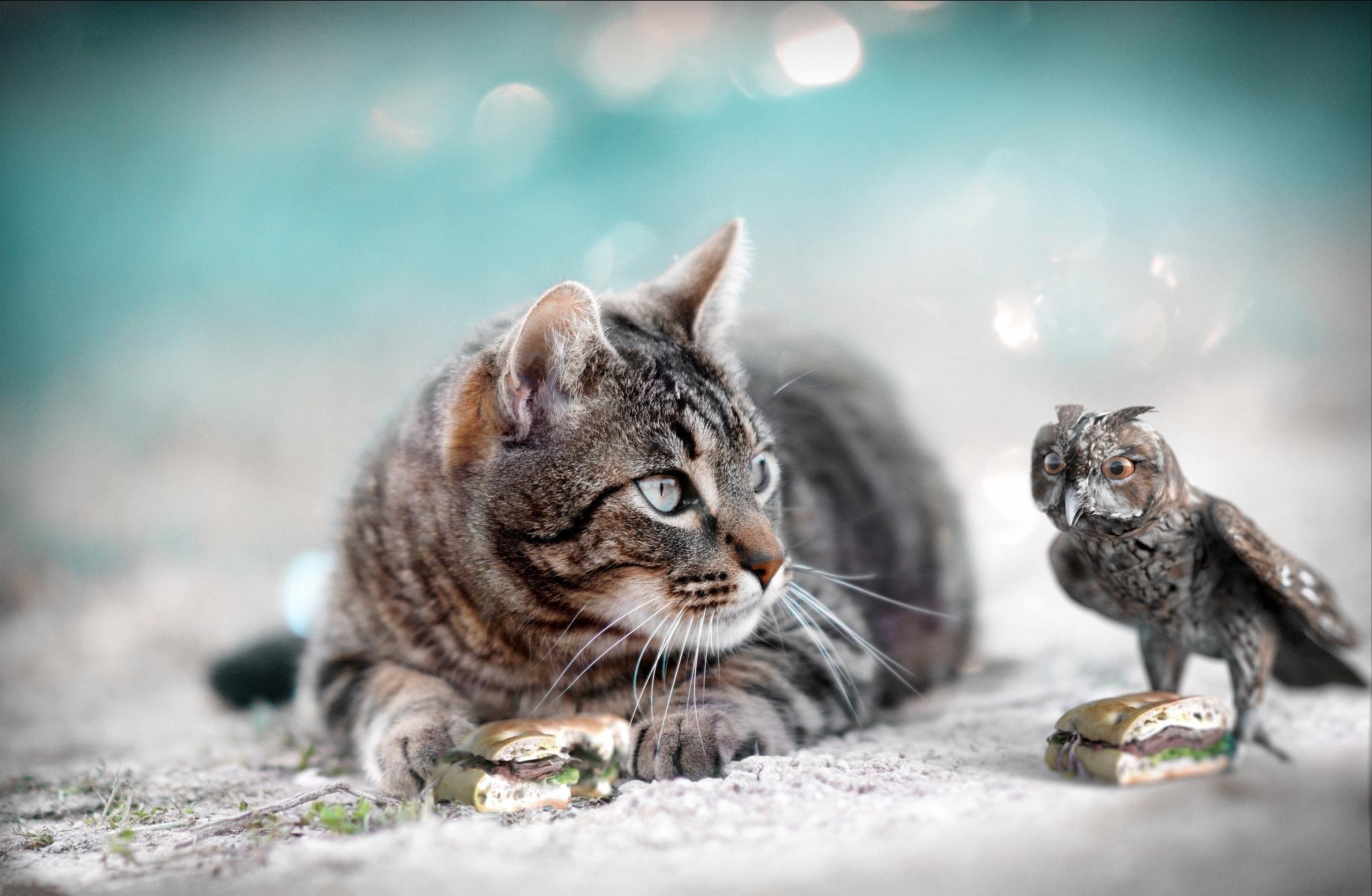 Image: Cat, muzzle, look, owl