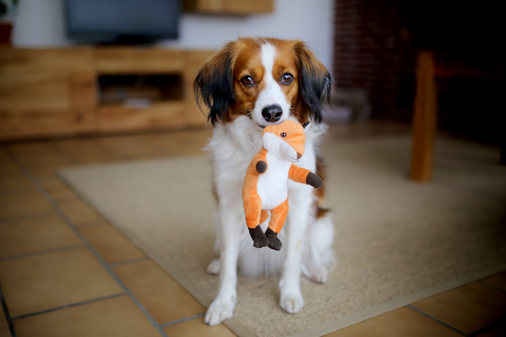 Image: Dog, muzzle, eyes, toy, friend