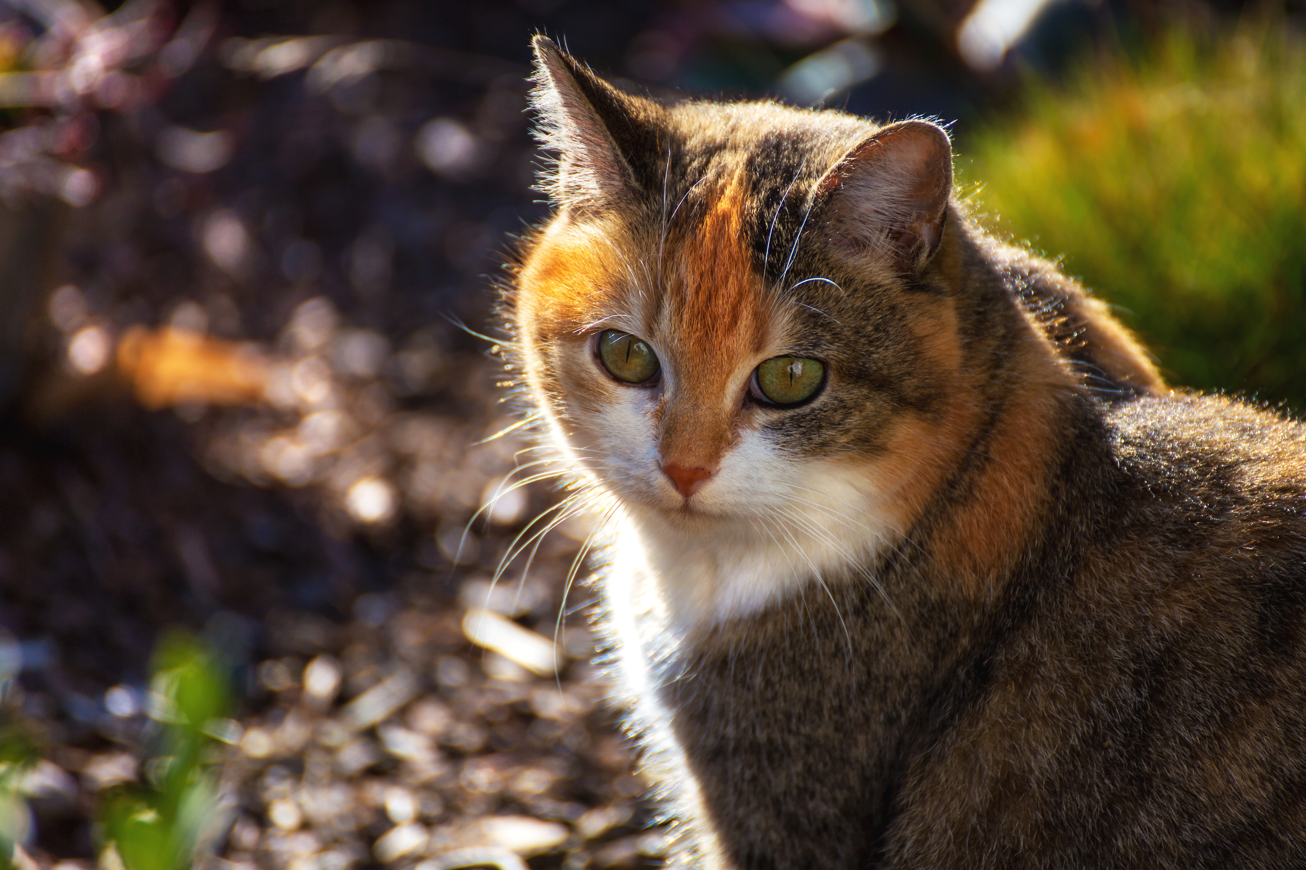 Картинка: Кошечка, кошка, трёхцветная, пёстрая, мордочка, зелёные, глаза, лучи солнца, греется