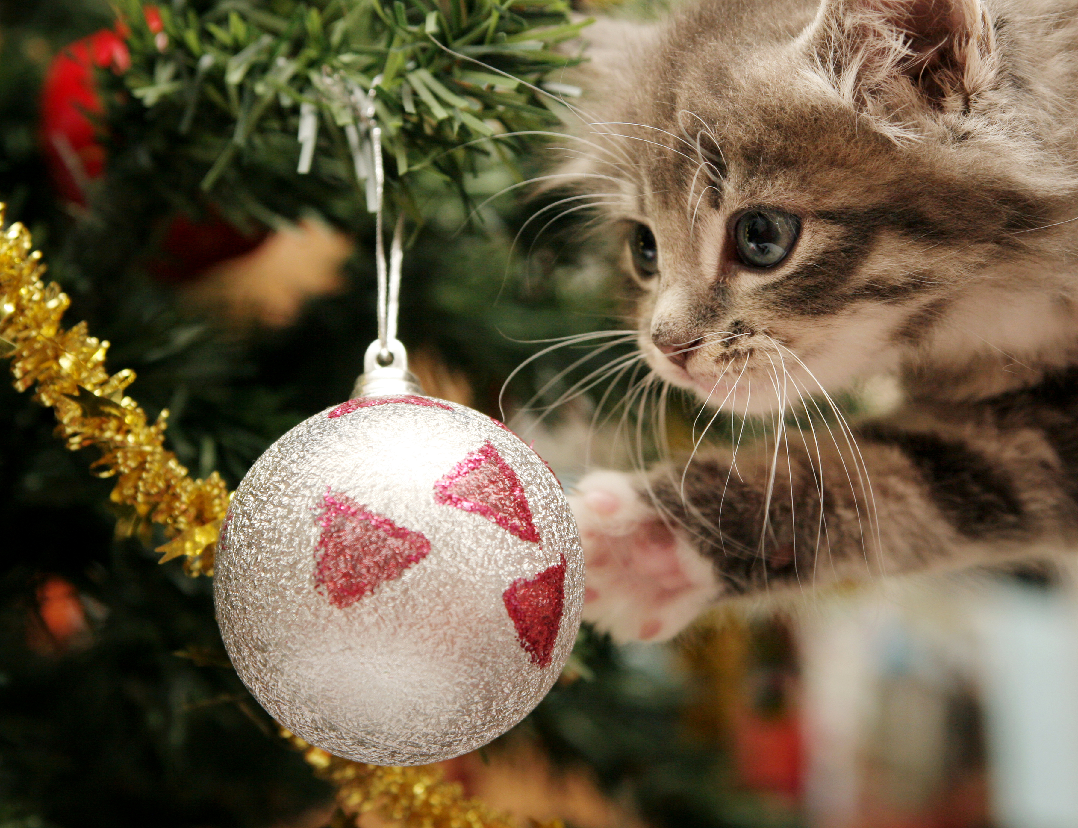 Image: Kitten, toy, ball, game, tree