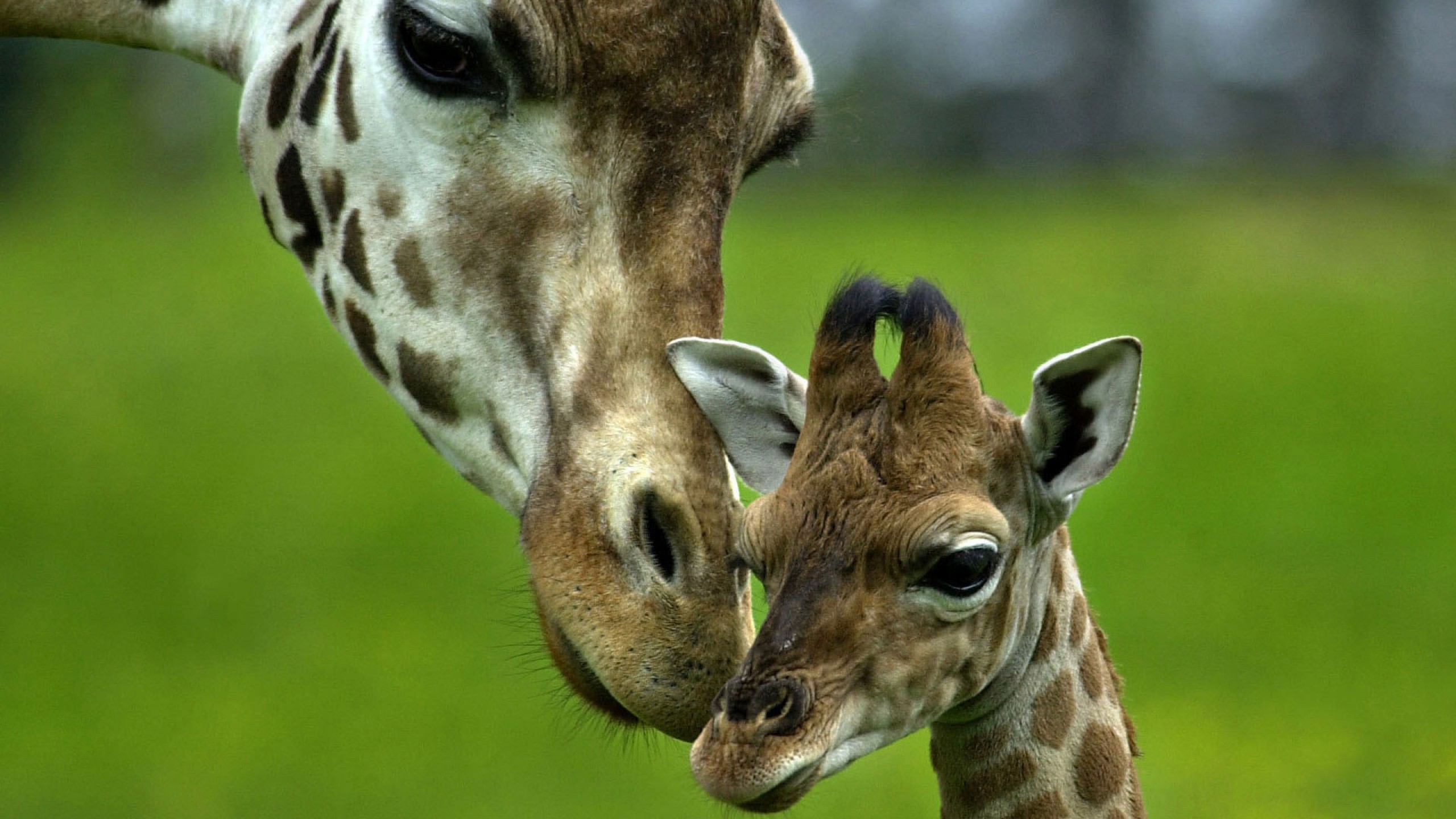 Image: Giraffe, couple, mother, baby, love, care