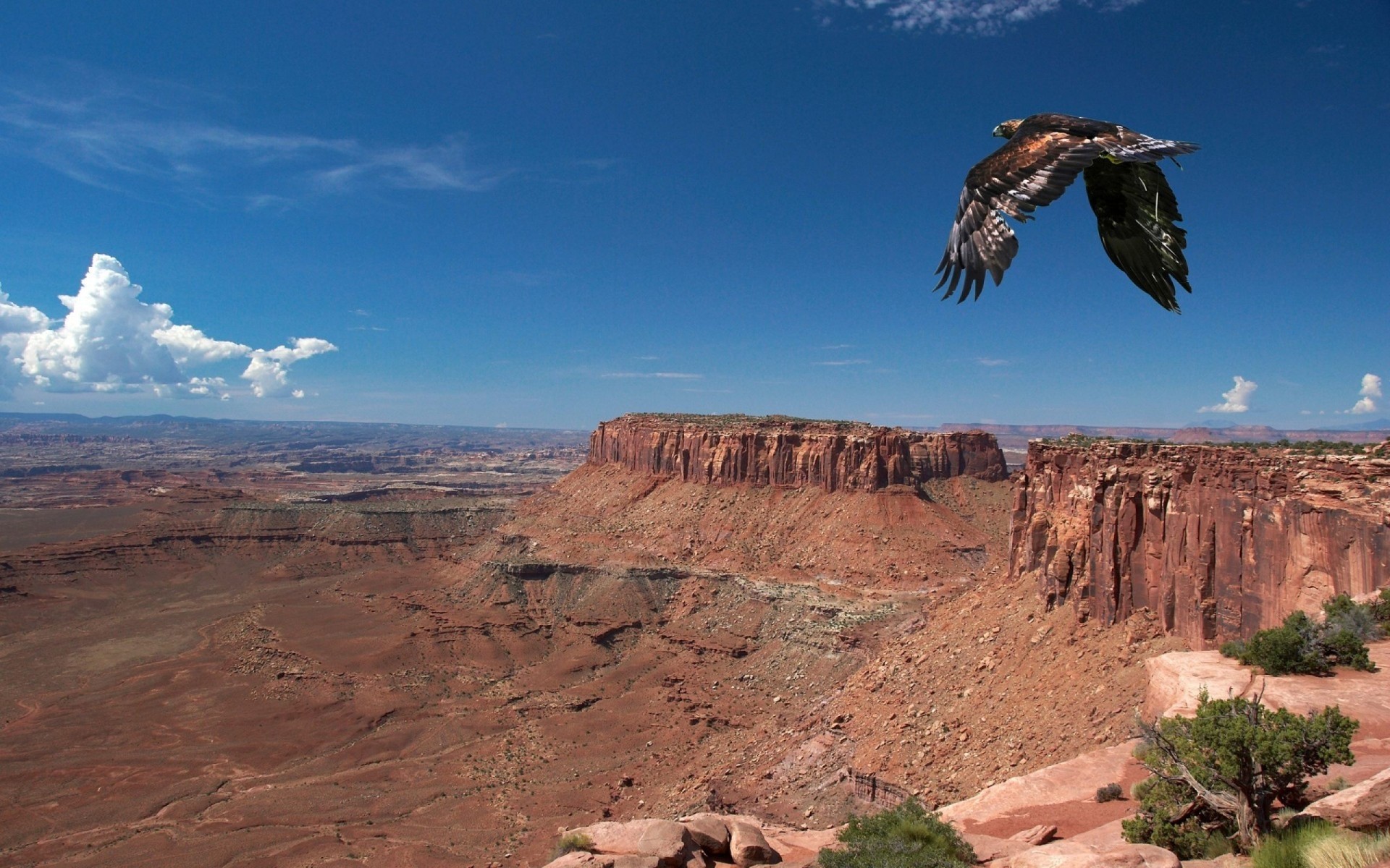 Картинка: Ястреб, птица, хищная, крылья, полёт, высота, каньон, небо