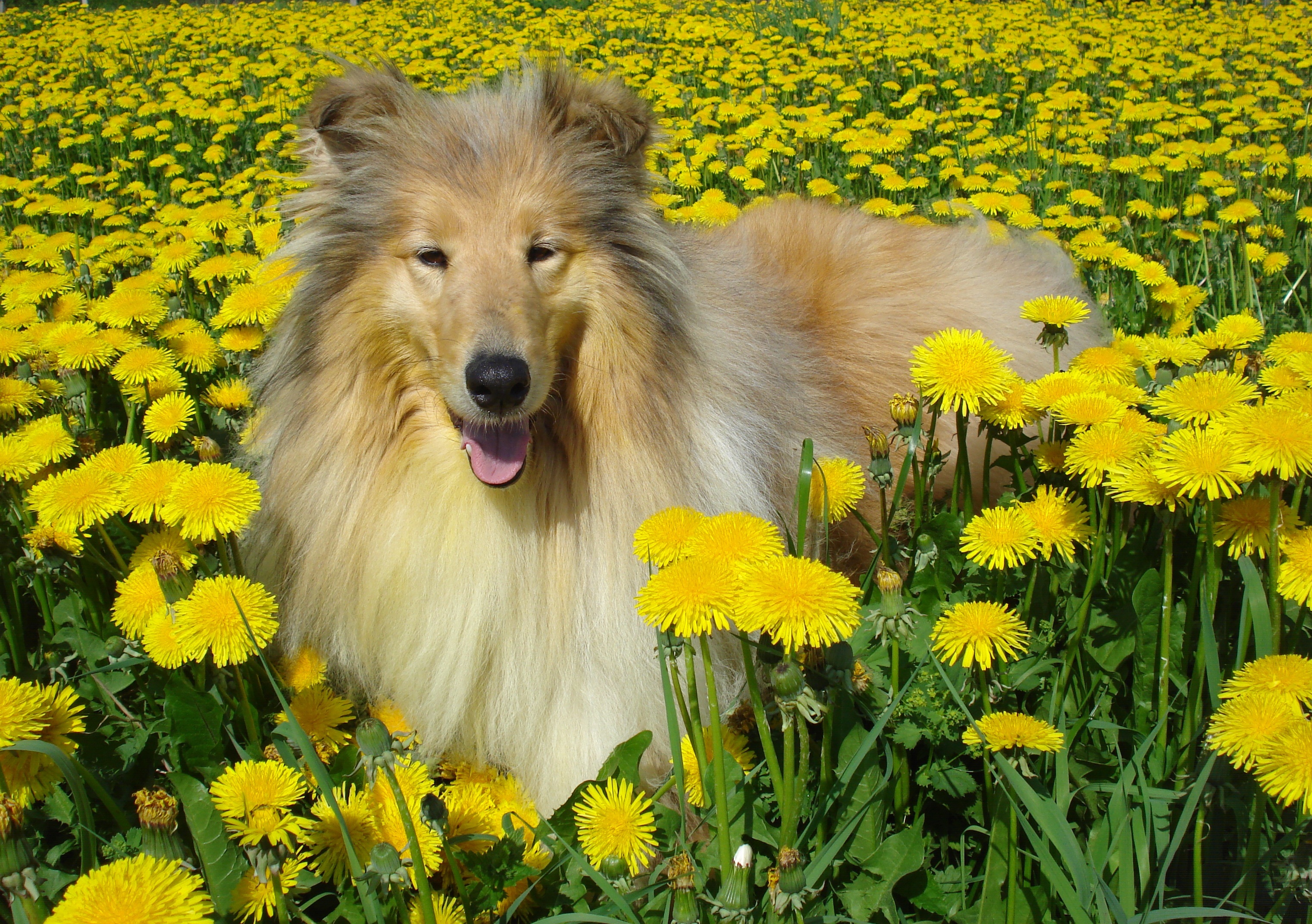 Image: Collie, dog, wool, dandelions, grass, summer