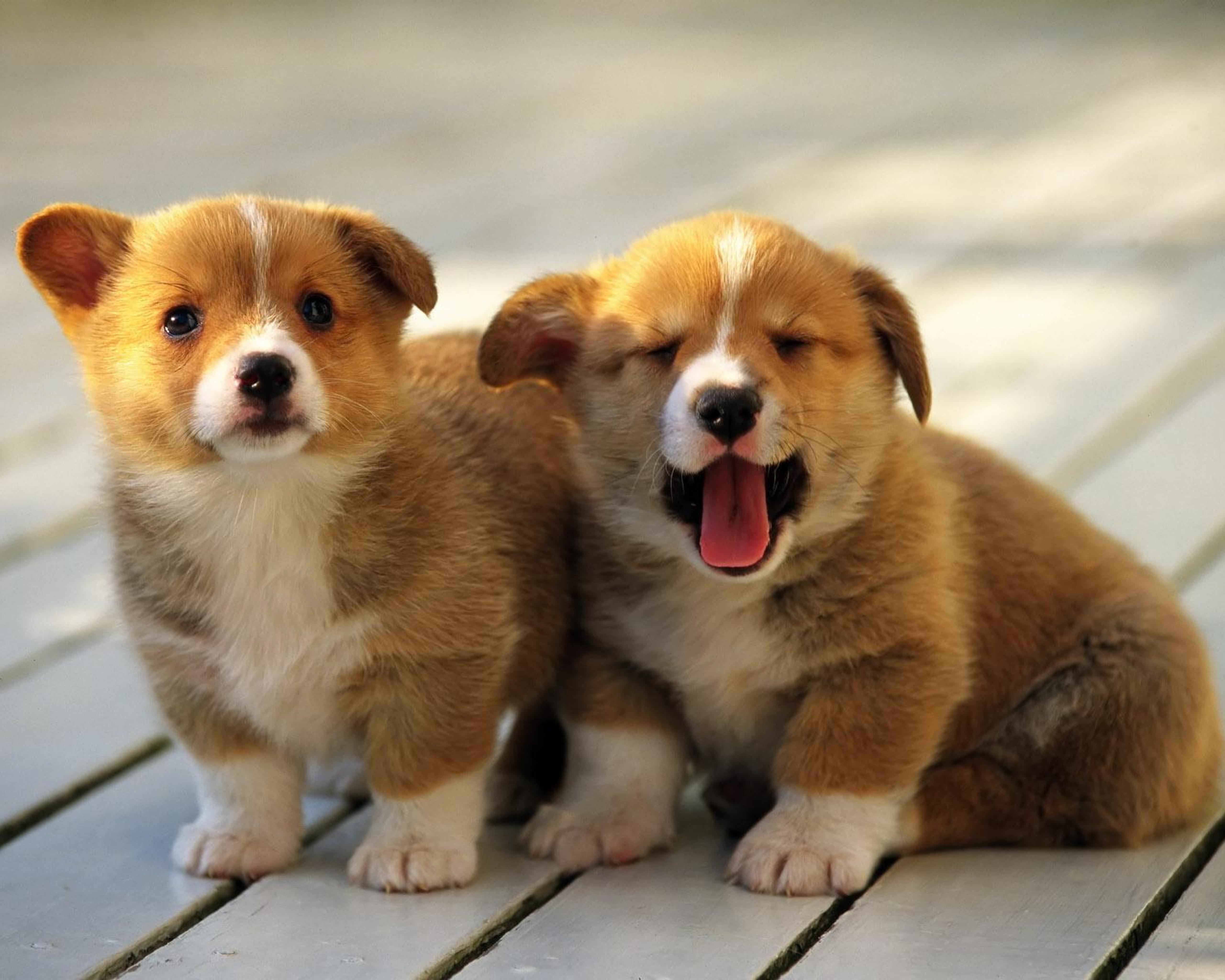 Image: Puppies, Welsh, Corgi Pembroke, red, fluffy, fur, eyes, yawns