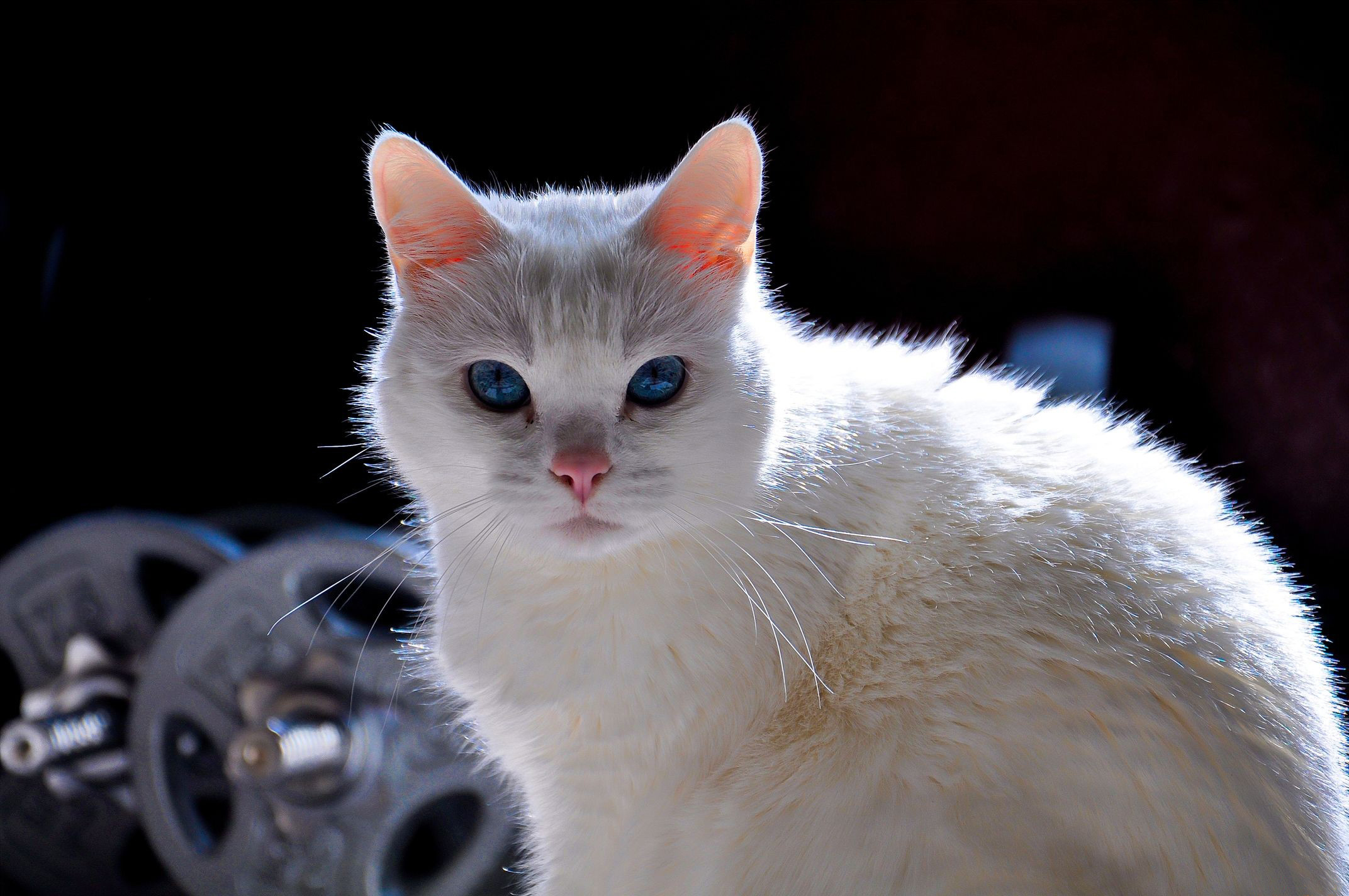 Картинка: Кот, белый, глаза, голубые, взгляд, пушистый, гантели