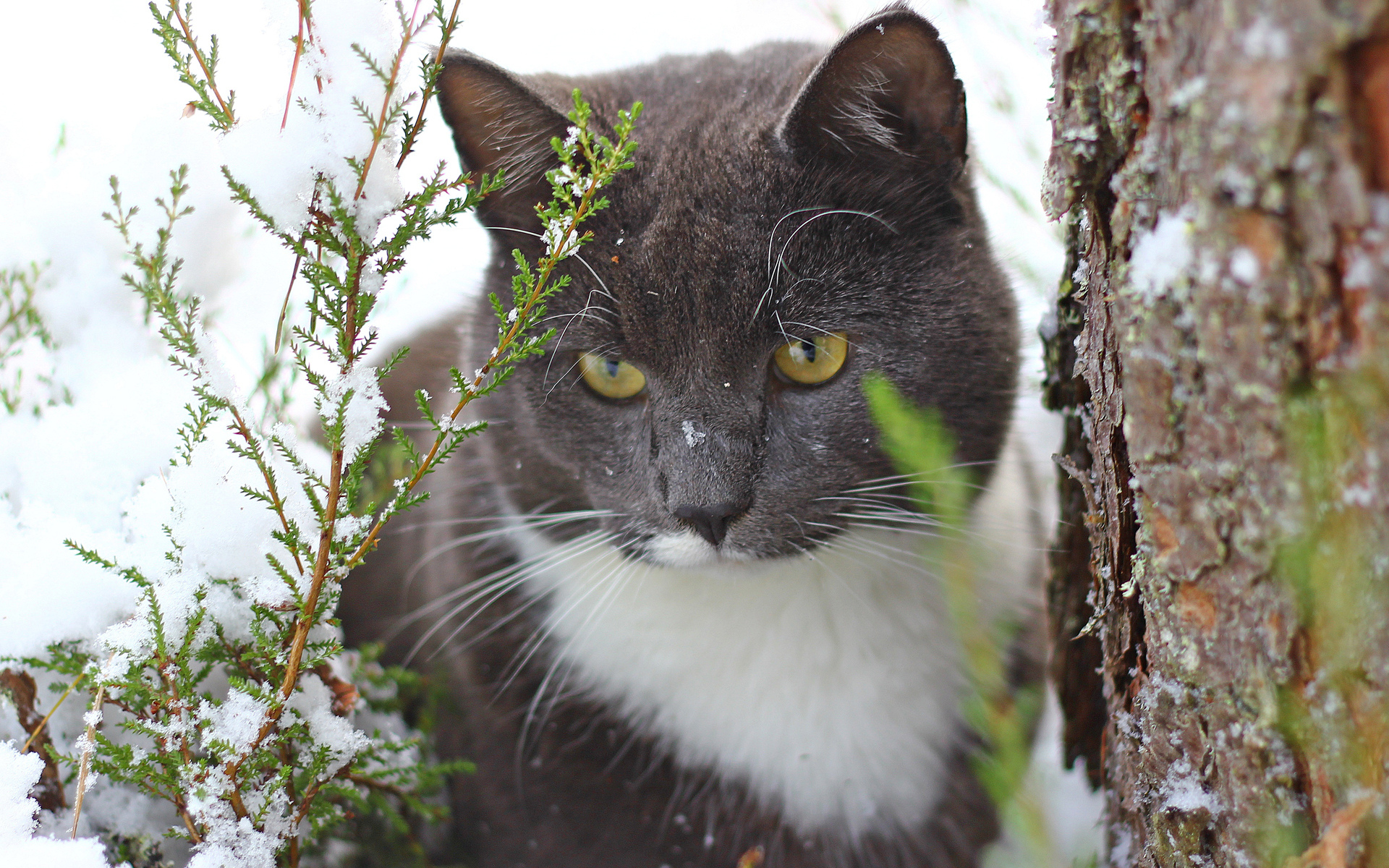 Картинка: Кот, смотрит, снег, ветки, кора, дерево