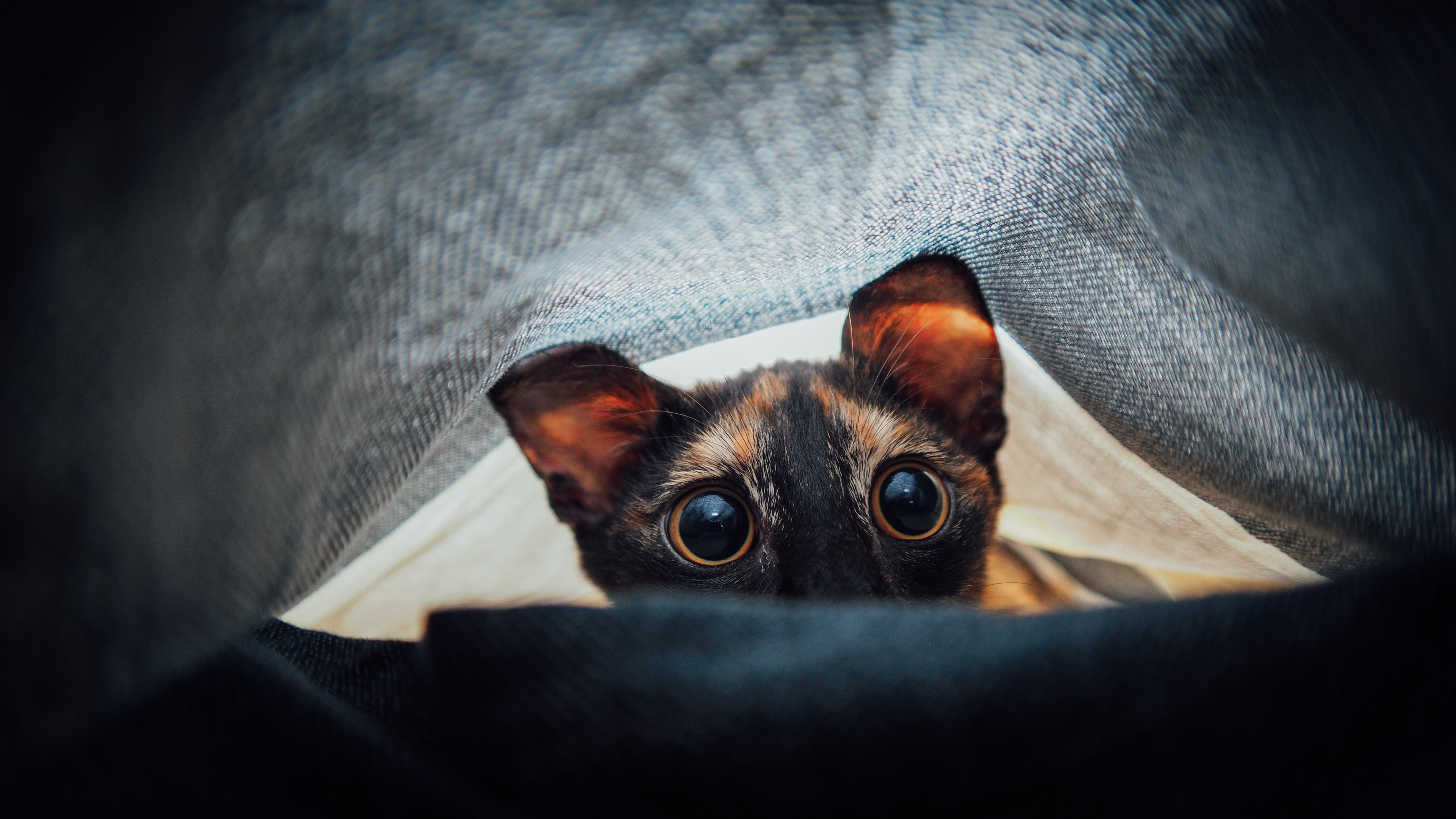 Image: Cat, eyes, muzzle, under the covers