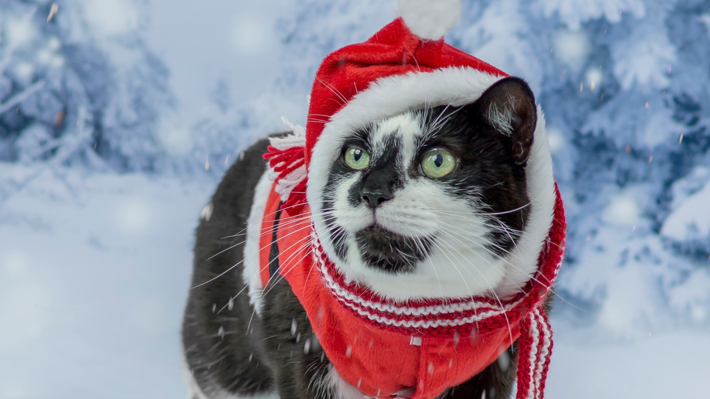 Image: Cat, black and white, hat, red, winter, snow
