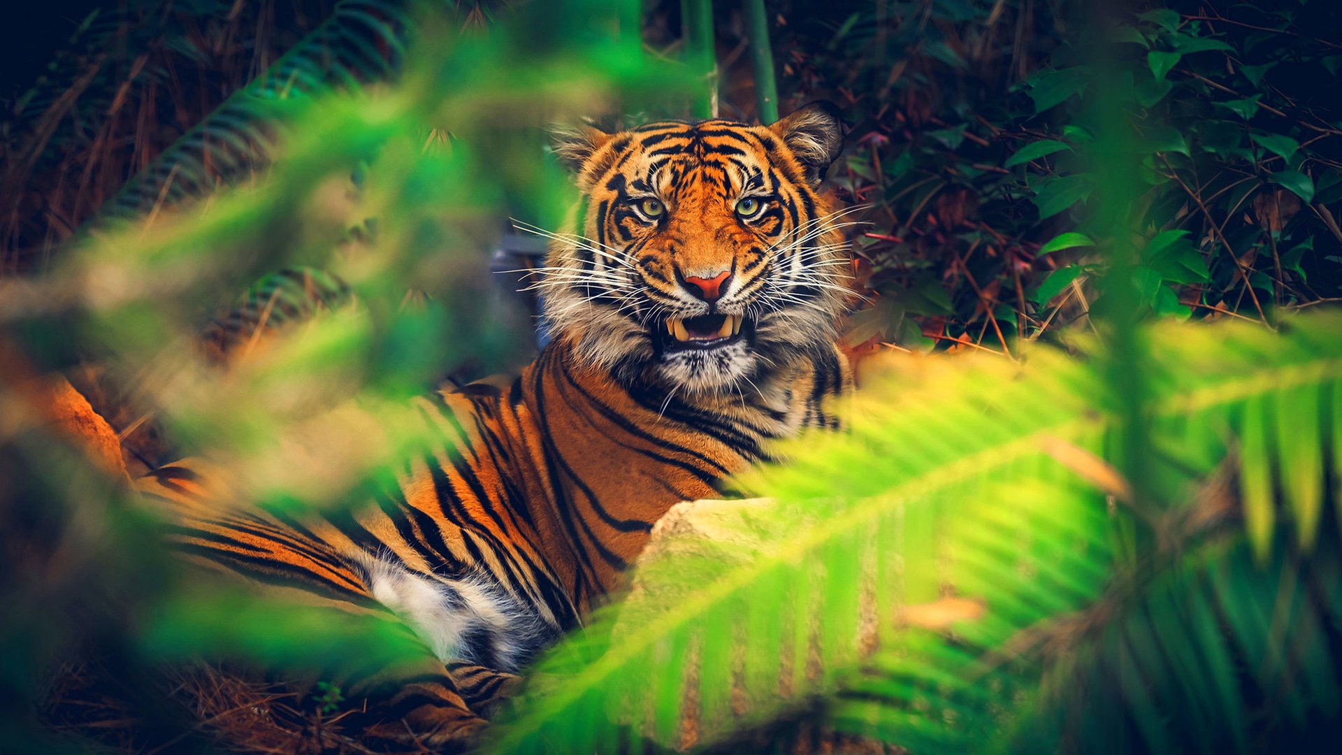 Image: Tiger, stripes, fangs, grin, lies, muzzle, eyes, look, predator, thickets