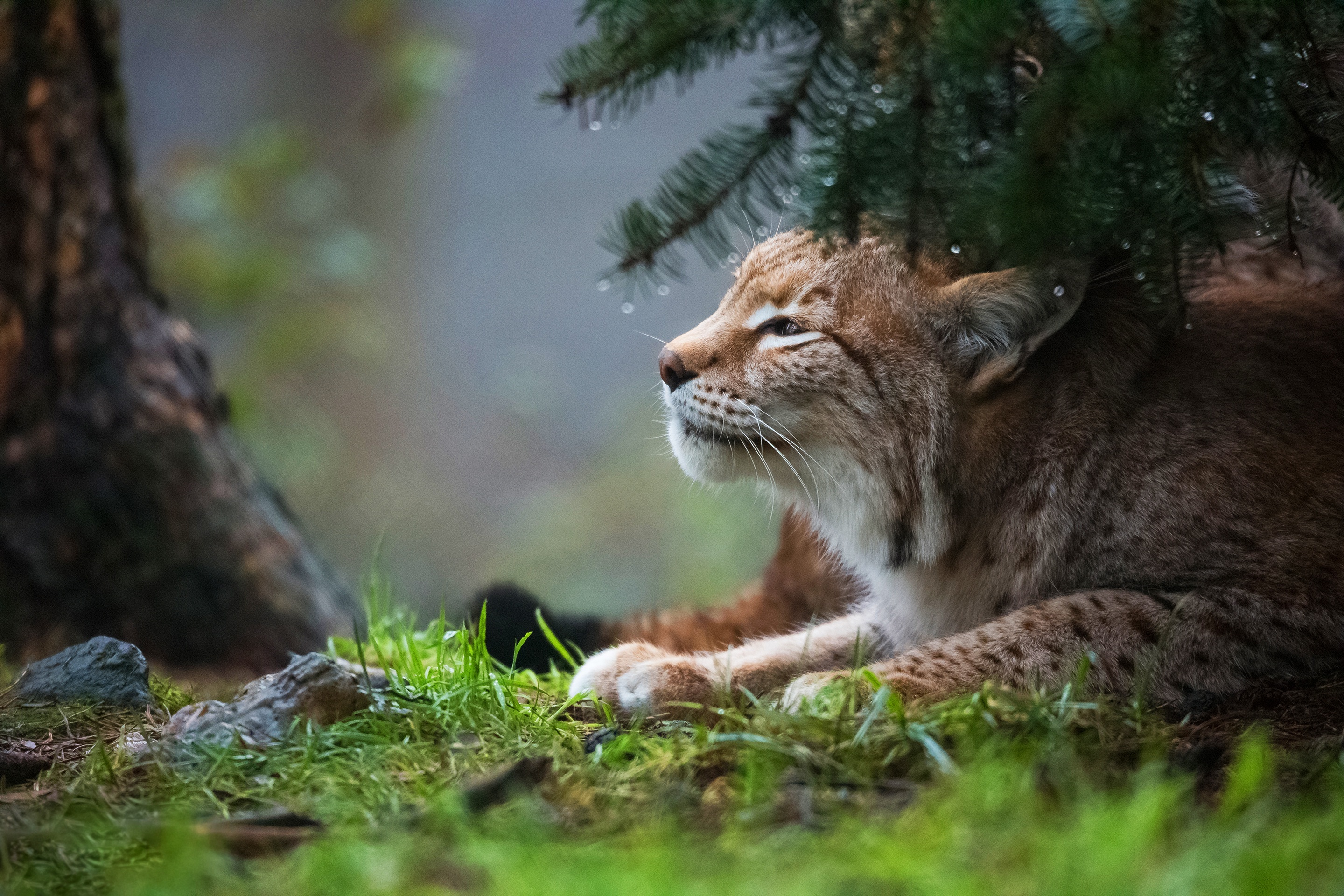 Image: Lynx, cat, wild, lying, forest, spruce, grass, branches