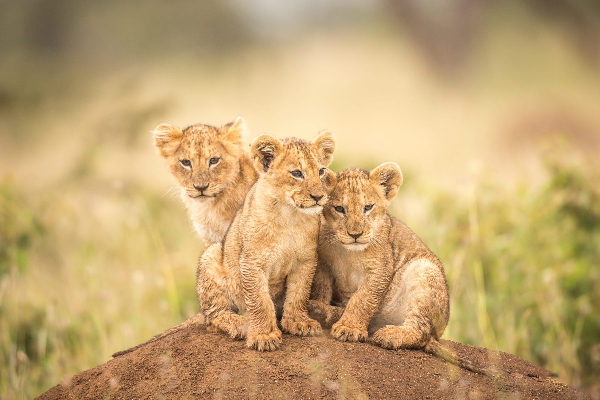 Image: lion cubs, cubs, three, hill