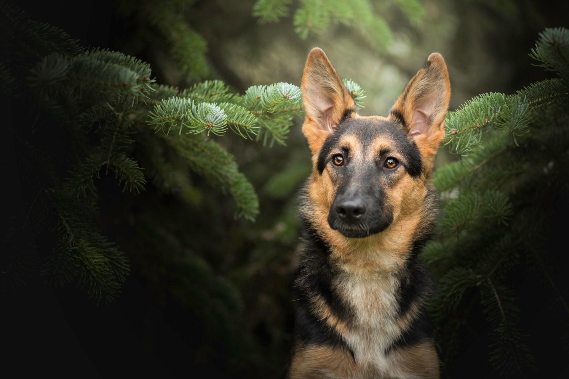 Image: Dog, breed, shepherd, ears, muzzle, tree, fir, branches