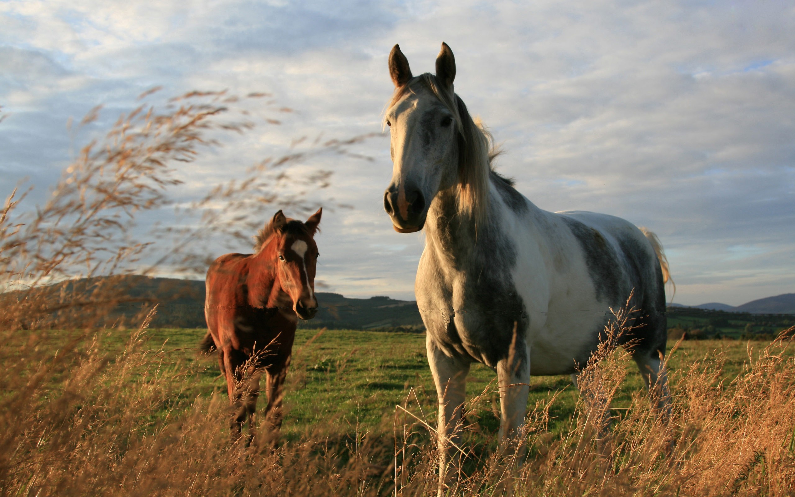 Image: Horses, couple, field, grass, sky
