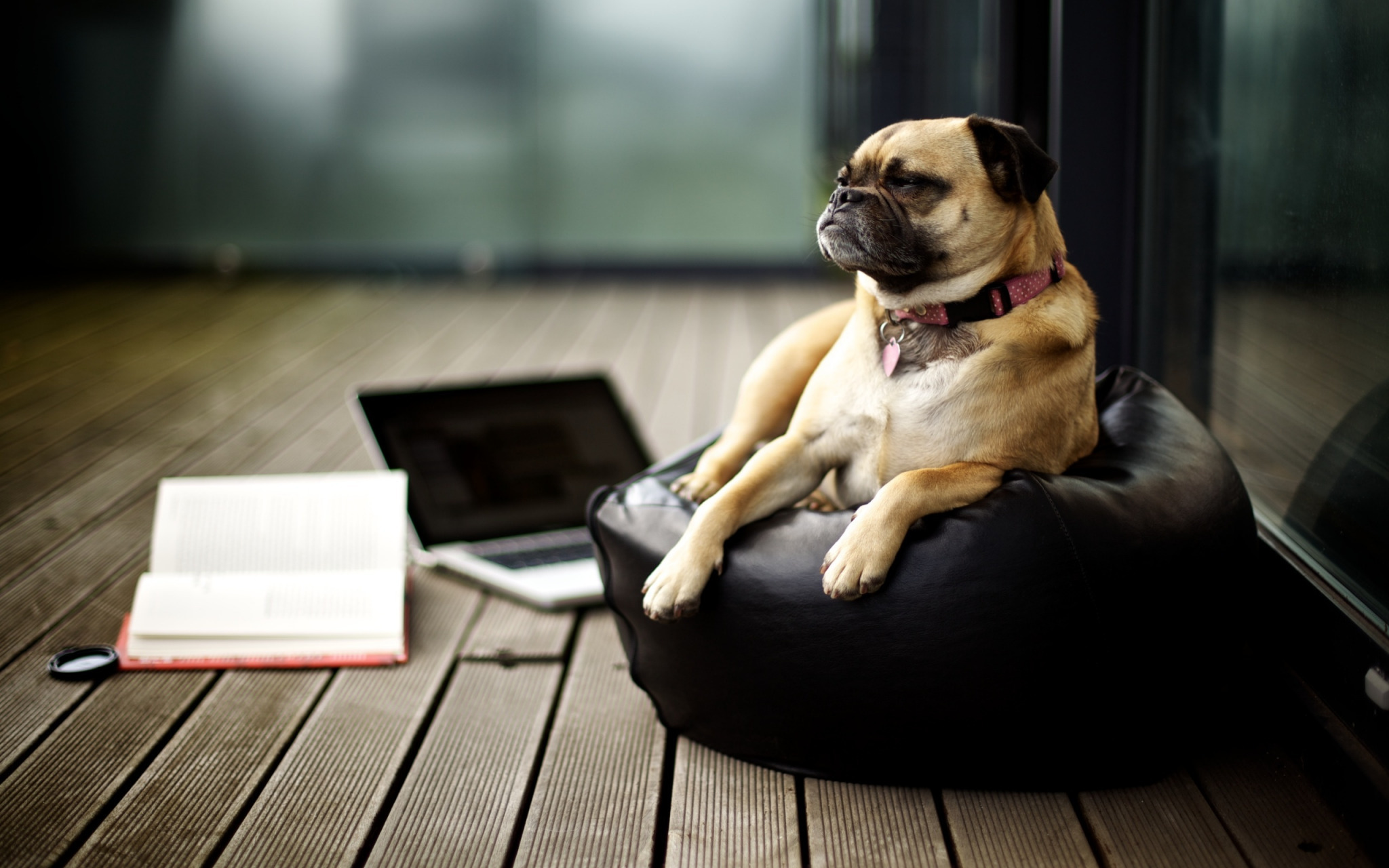 Картинка: Собака, лежит, подушка, книга, пол, ноутбук